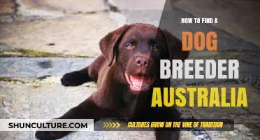 Finding a Reputable Dog Breeder in Australia