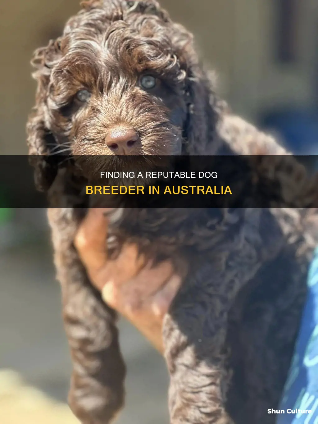 how to find a dog breeder australia