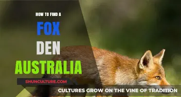 Finding Fox Dens in Australia: Tips and Tricks