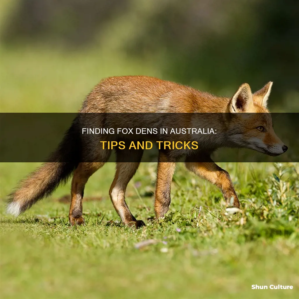 how to find a fox den australia