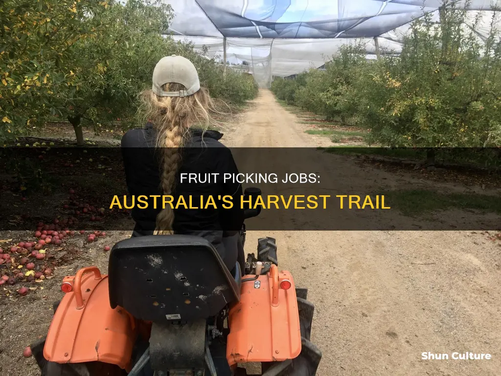 how to find a fruit picking job in australia