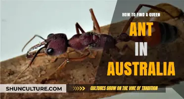 Finding Queen Ants in Australia: A Guide