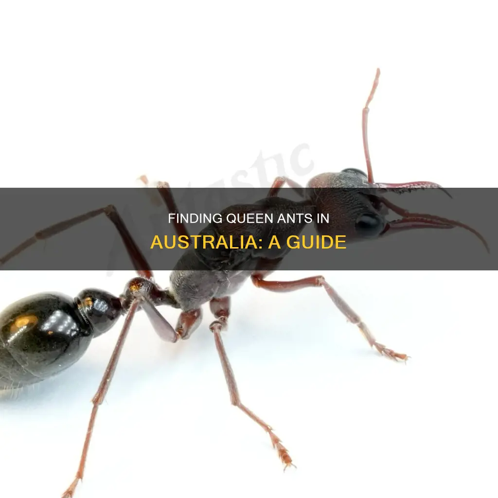 how to find a queen ant in australia