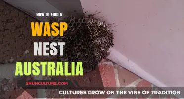 Finding Wasp Nests in Australia: A Guide