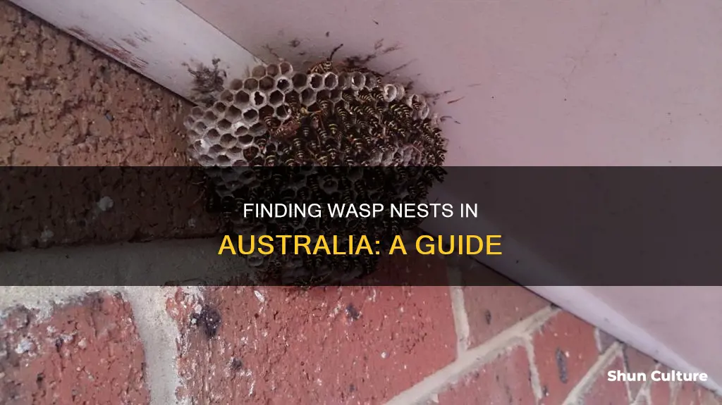 how to find a wasp nest australia