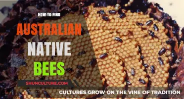 Discovering Australia's Native Bees: A Guide to Finding Them