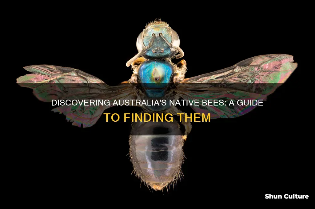 how to find australian native bees