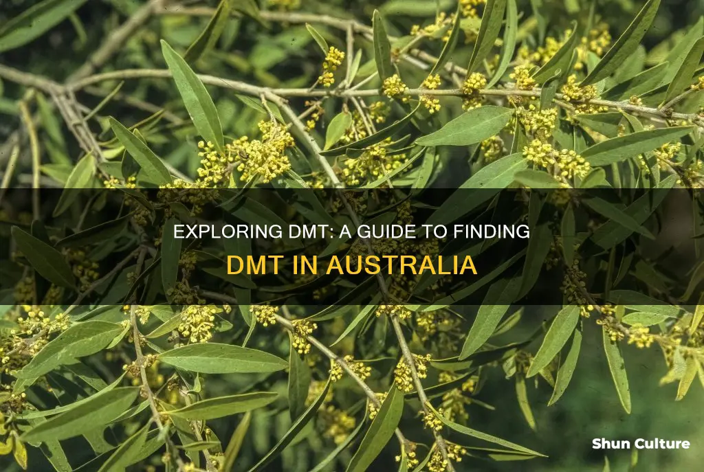 how to find dmt australia