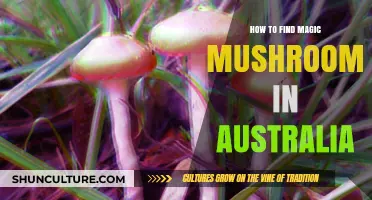 Finding Magic Mushrooms in Australia: A Guide