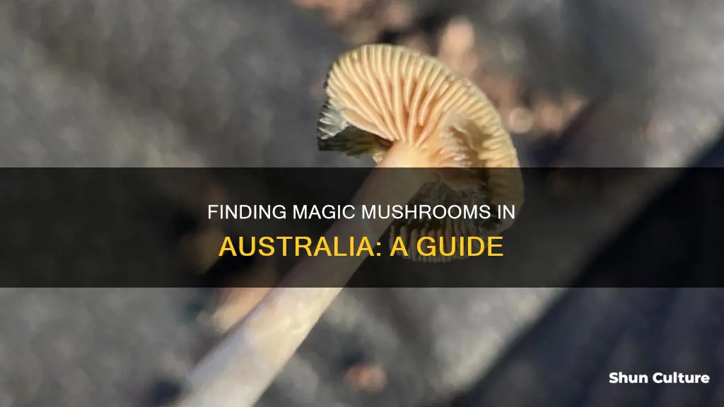 how to find magic mushrooms in australia