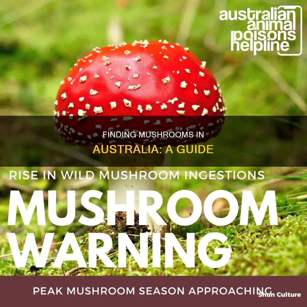 how to find mushrooms australia