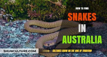 Finding Snakes in Australia: A Guide