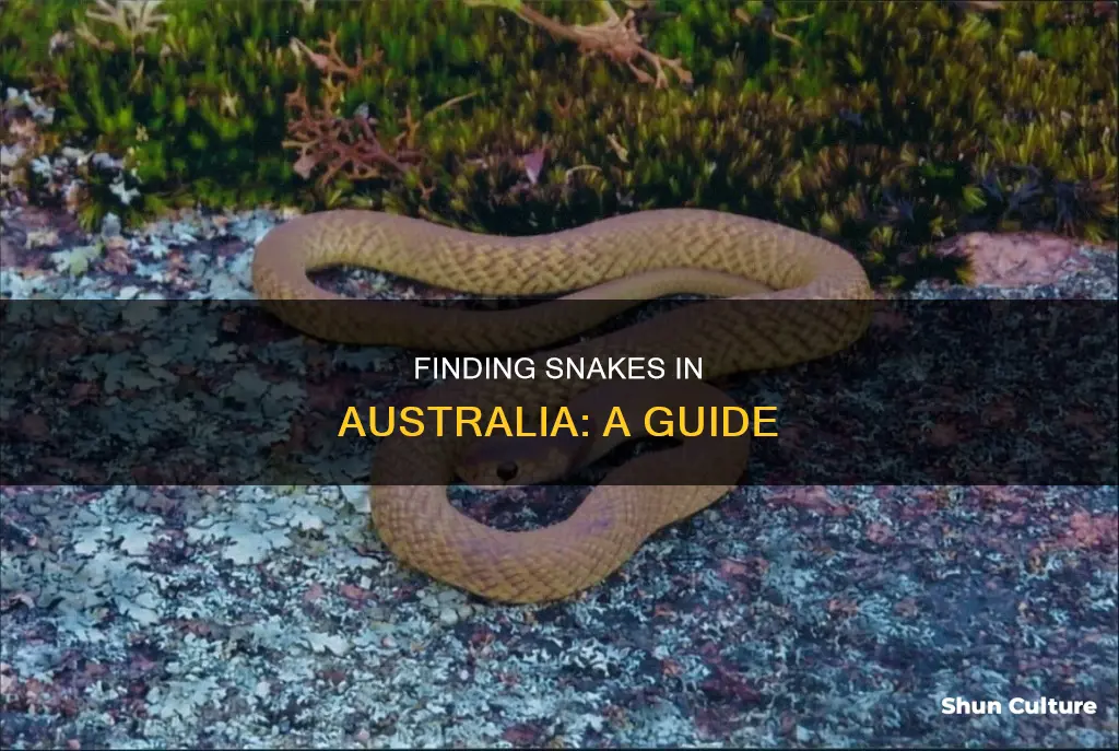 how to find snakes in australia