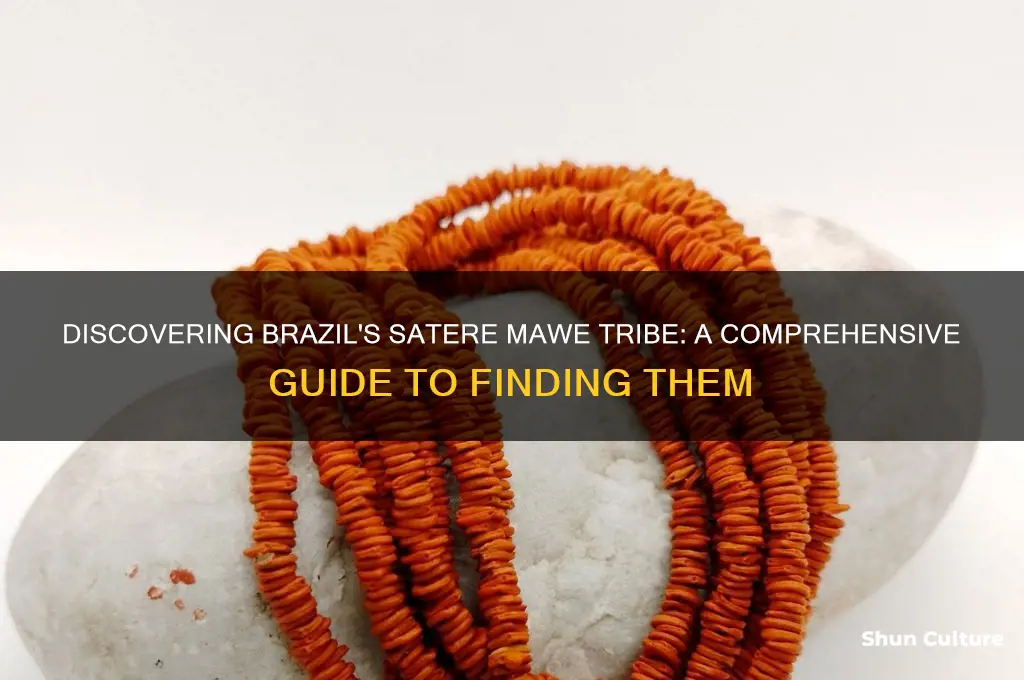 how to find the satere mawe in brazil