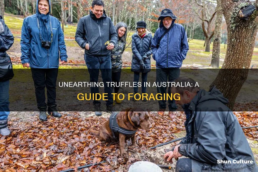 how to find truffles in australia