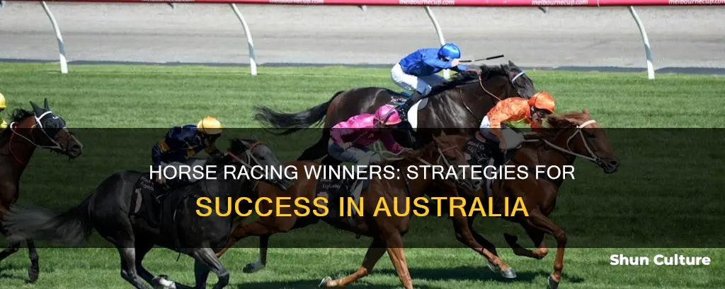 how to find winners australia horse racing