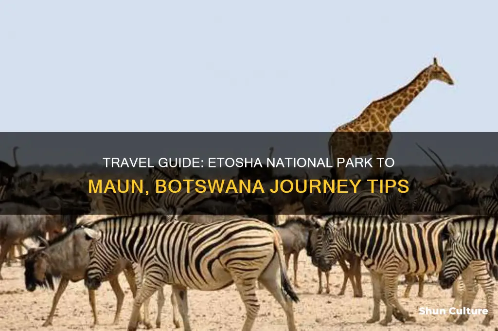 how to get from etosha national park to maun botswana