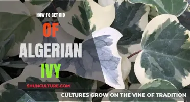 Effective Strategies to Eradicate Algerian Ivy from Your Garden