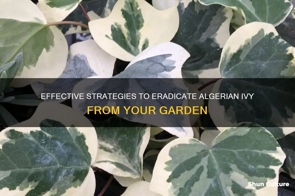 how to get rid of algerian ivy