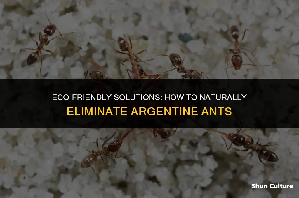 how to get rid of argentine ants naturally