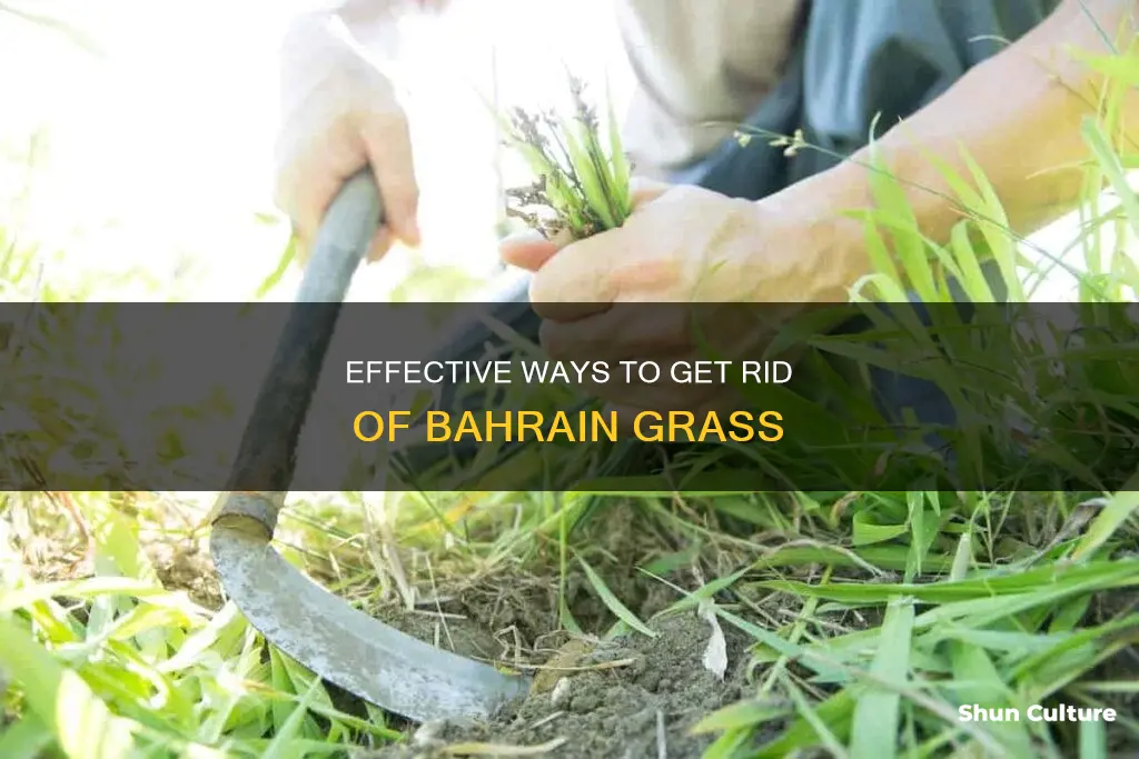 how to get rid of bahrain grass