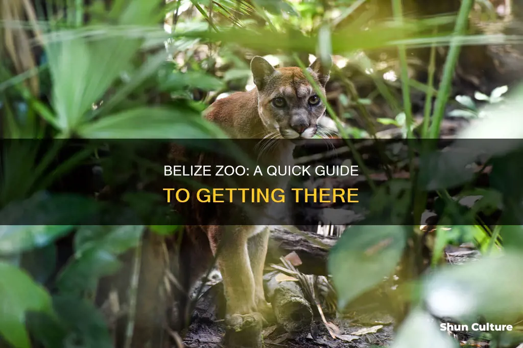 how to get to belize zoo