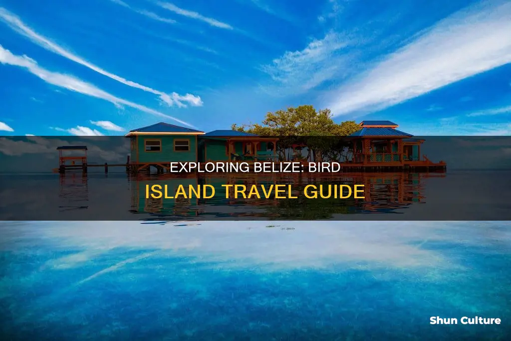 how to get to bird island belize