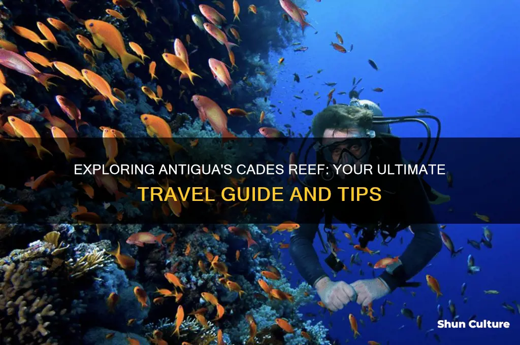 how to get to cades reef antigua
