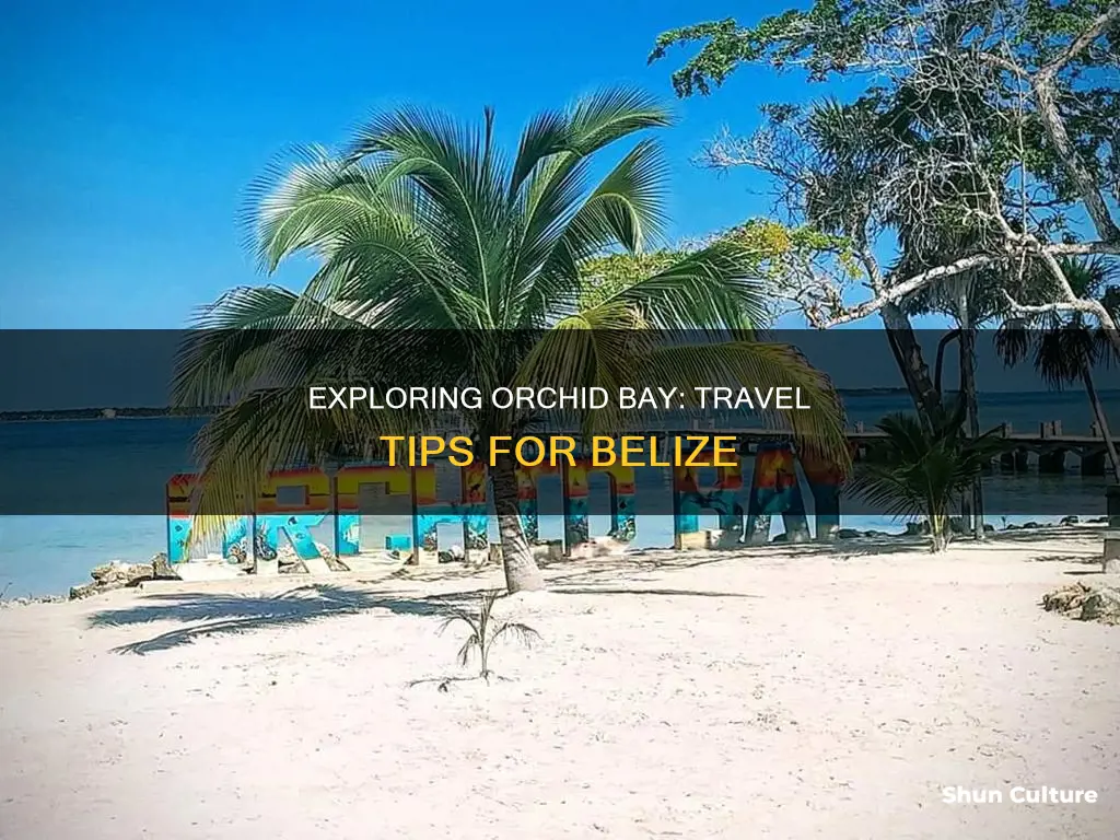 how to get to orchid bay belize