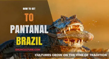 Exploring Pantanal Brazil: Essential Travel Tips and Routes