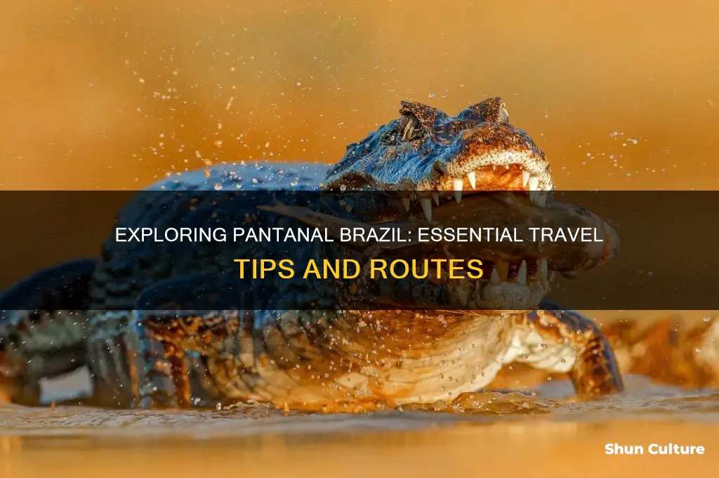how to get to pantanal brazil