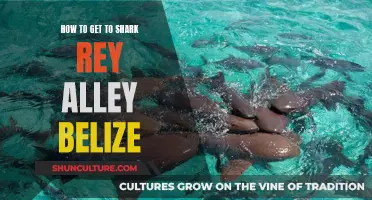 Exploring Shark Rey Alley: Travel Guide to Belize's Best-kept Secret