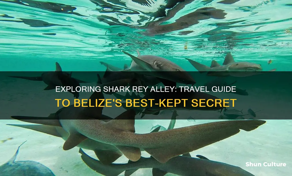 how to get to shark rey alley belize