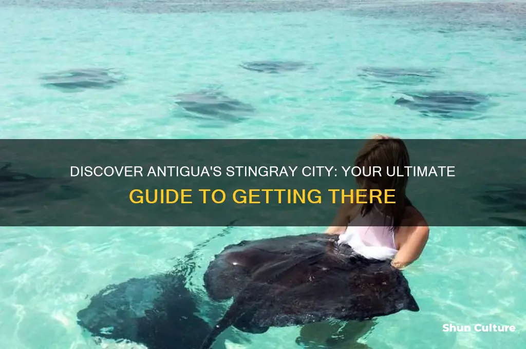 how to get to stingray city antigua