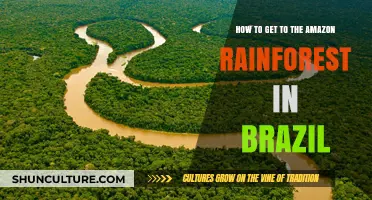 Exploring the Amazon: Your Ultimate Guide to Brazil's Rainforest Adventure