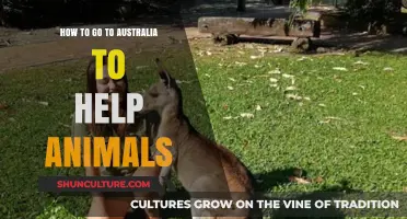 Volunteer in Australia: Join Wildlife Conservation Efforts Down Under