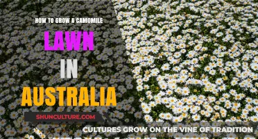 Growing Chamomile Lawns in Australia: A Step-by-Step Guide
