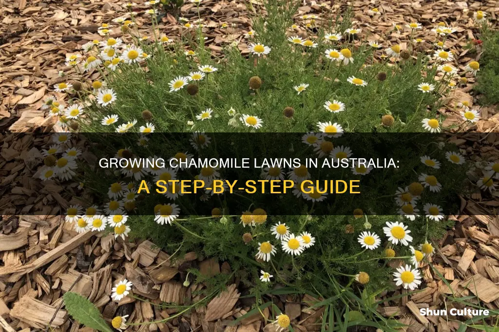 how to grow a camomile lawn in australia
