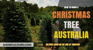 The Perfect Aussie Christmas: Growing Your Own Tree