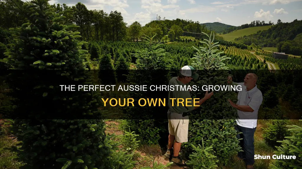 how to grow a christmas tree australia