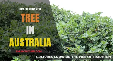 Grow Fig Trees: Australia's Unique Climate and Soil Considerations