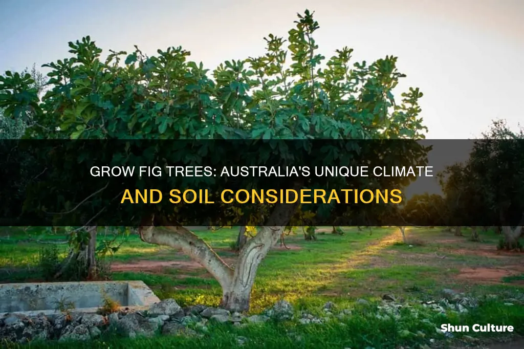 how to grow a fig tree in australia