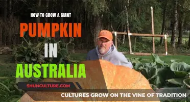 Grow Giant Pumpkins: Australia's Ultimate Guide