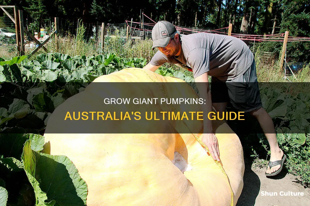 how to grow a giant pumpkin in australia