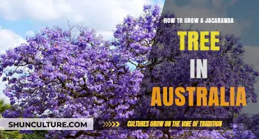 Jacaranda Tree Cultivation Guide for Australian Gardeners