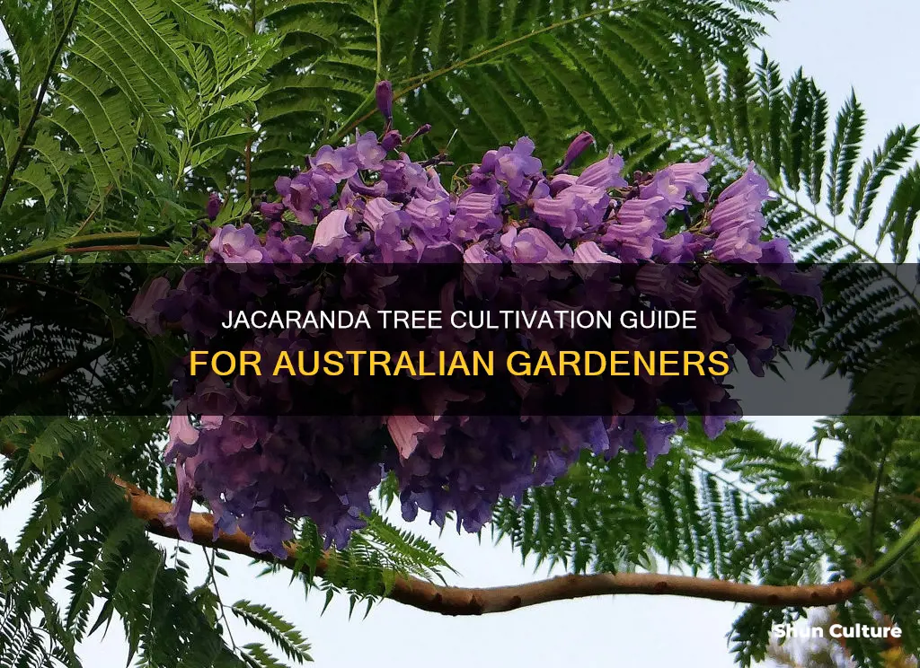how to grow a jacaranda tree in australia