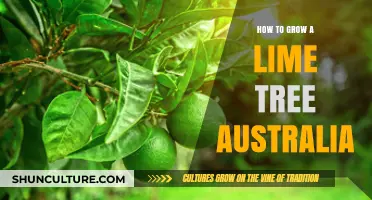 Growing Lime Trees: A Guide for Australians