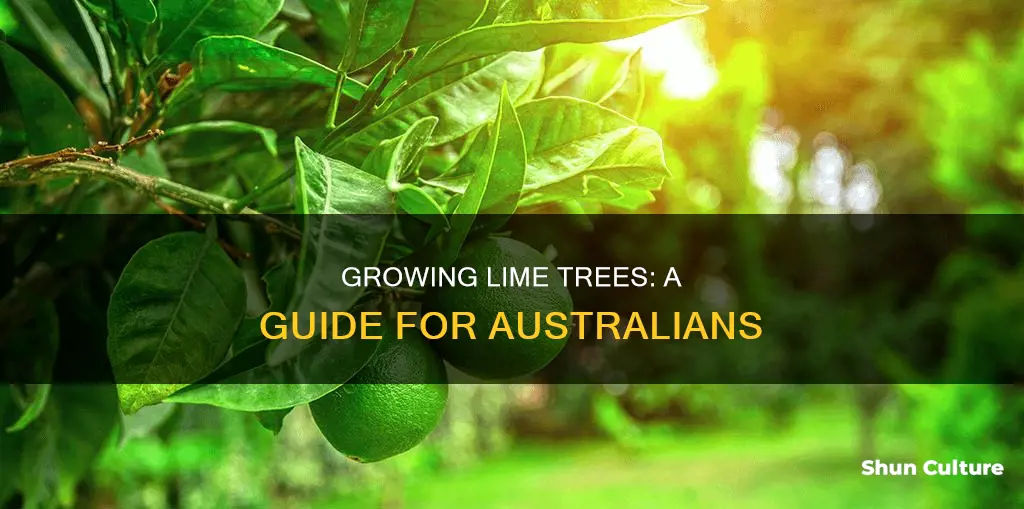 how to grow a lime tree australia
