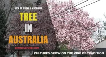 Growing Magnolias in Australia: A Step-by-Step Guide