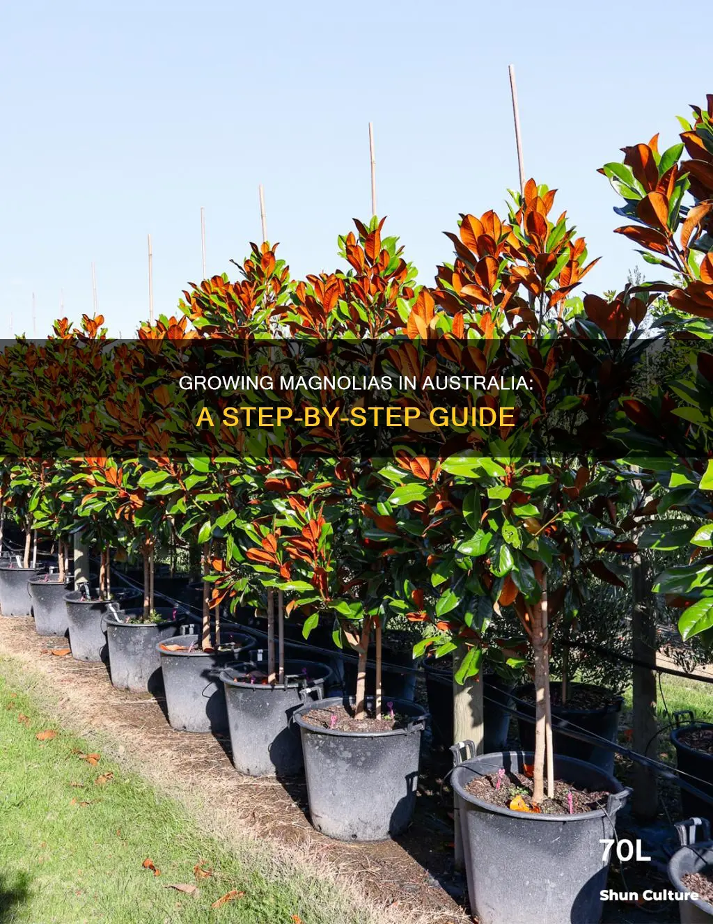 how to grow a magnolia tree in australia